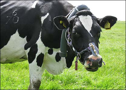 A farmer in Essex has started connecting his cows to the Internet by implanting sensors that help him tell when they become ill 