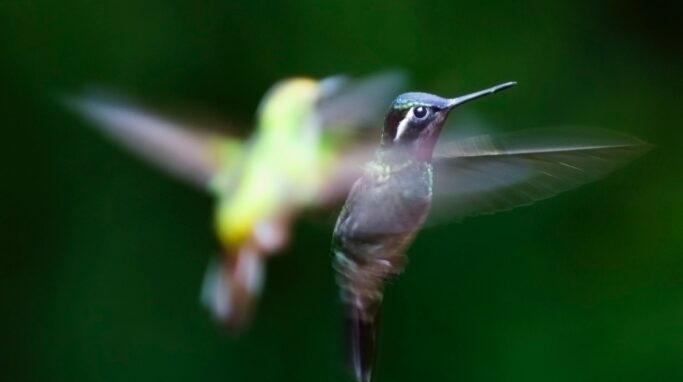 hummingbird